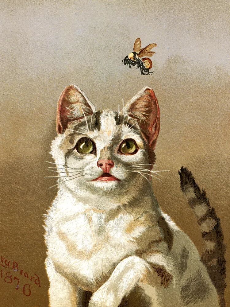 Curious Cat and Bee — Vintage Print. poster — animals art