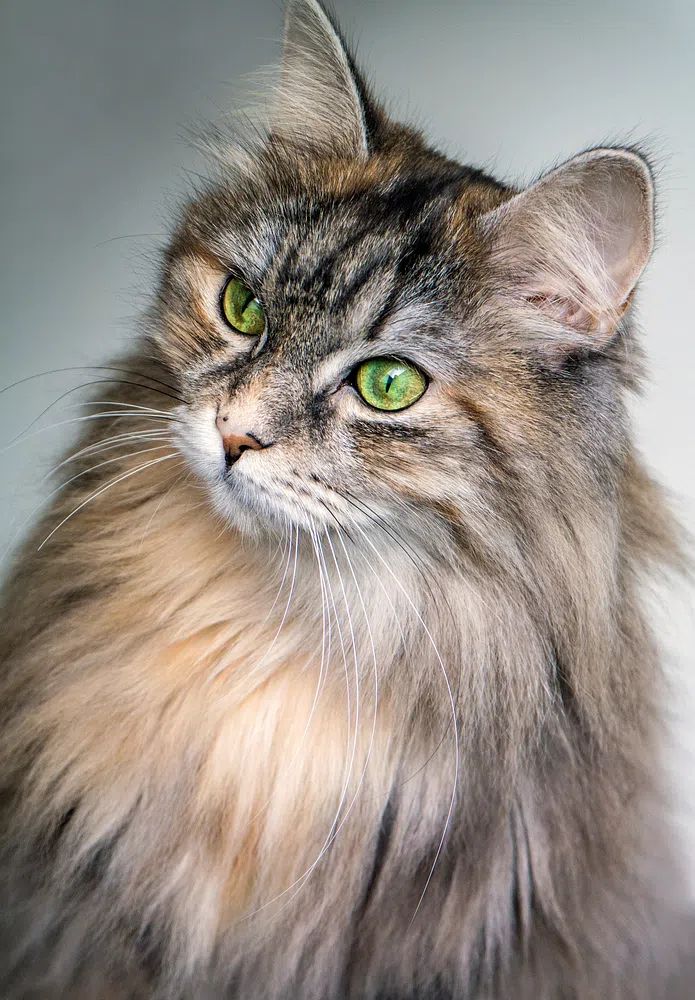 Majestic Cat Portrait Poster. poster — animals art