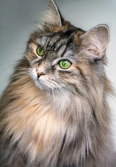 Majestic Cat Portrait Poster. poster print