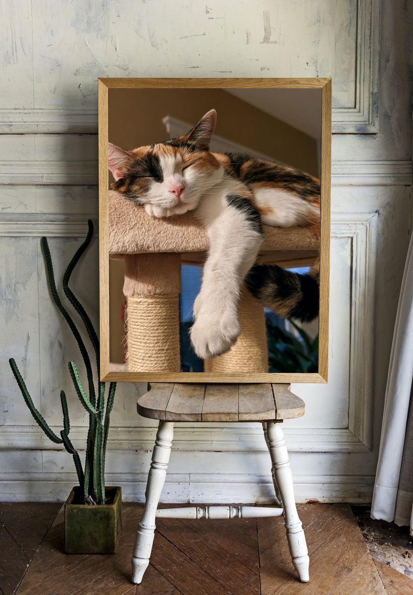 Sleeping Calico Cat Photography Poster. — room view 1