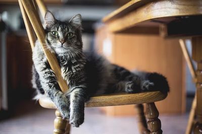 Relaxed Cat on Chair — Animal Photography Print. poster print