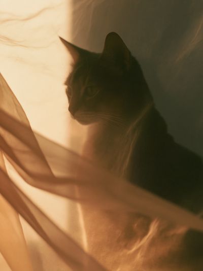 Cat Silhouette Photography Poster. poster