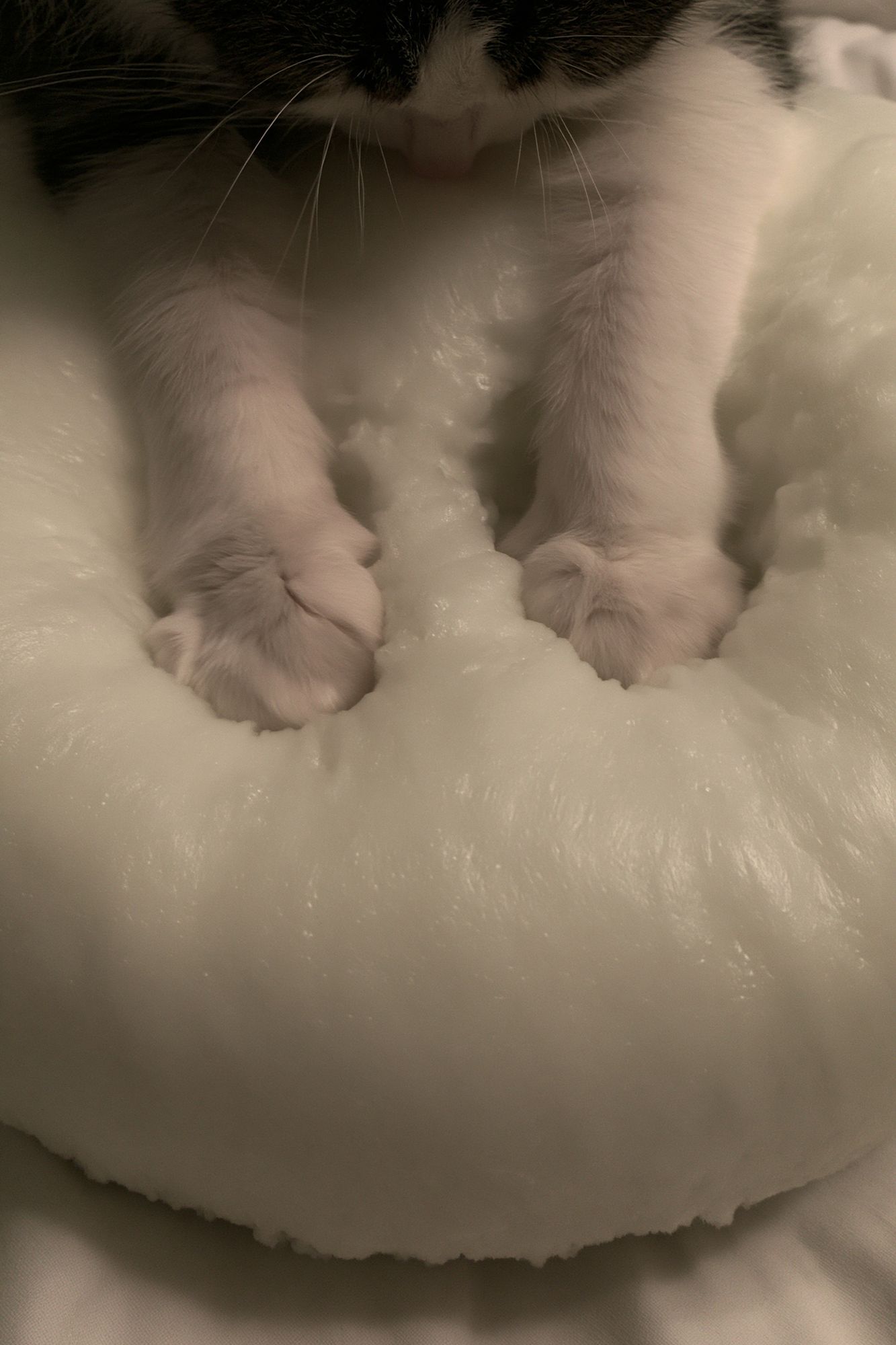Sleeping Cat Close-Up Poster. poster detail