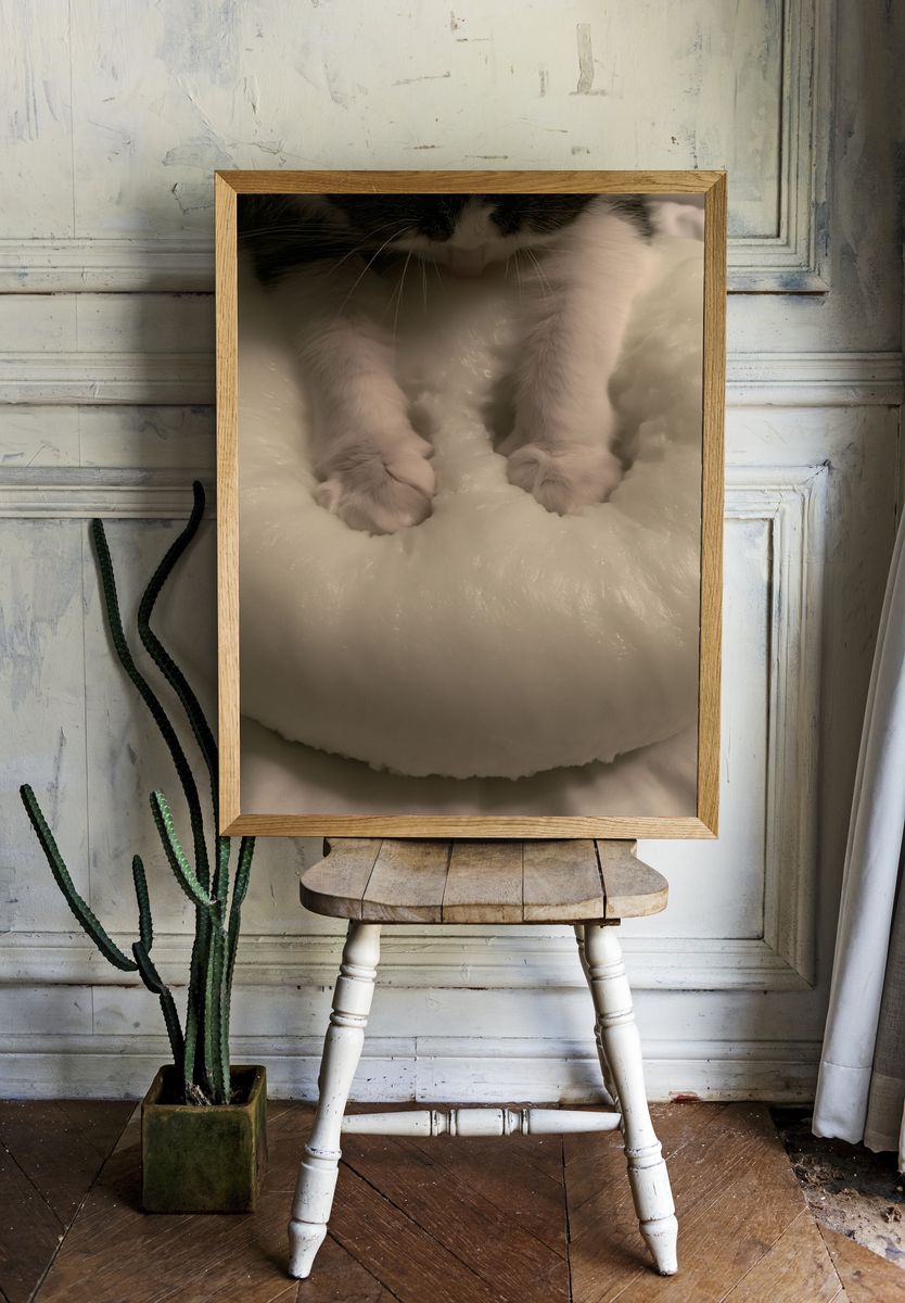 Sleeping Cat Close-Up Poster. room preview