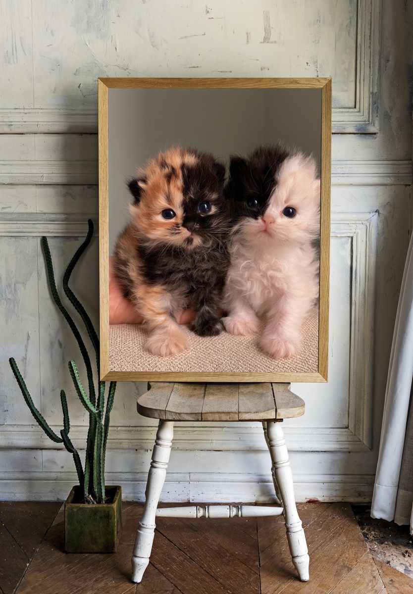 Fluffy Kittens Photography Poster. room preview