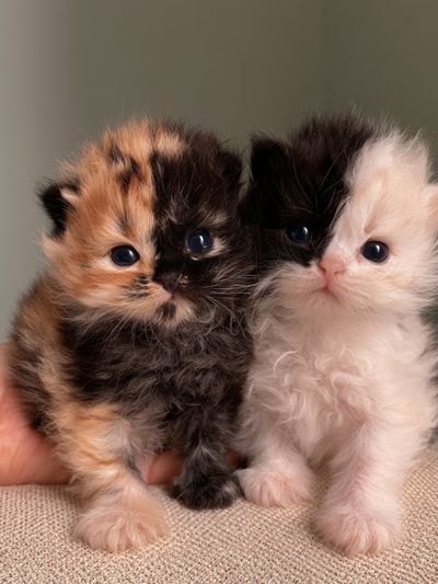 Fluffy Kittens Photography Poster.