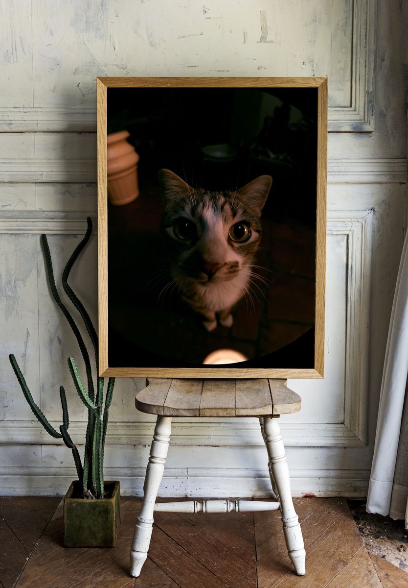 Curious Cat Portrait Photography Poster. room preview
