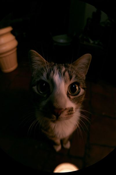 Curious Cat Portrait Photography Poster.