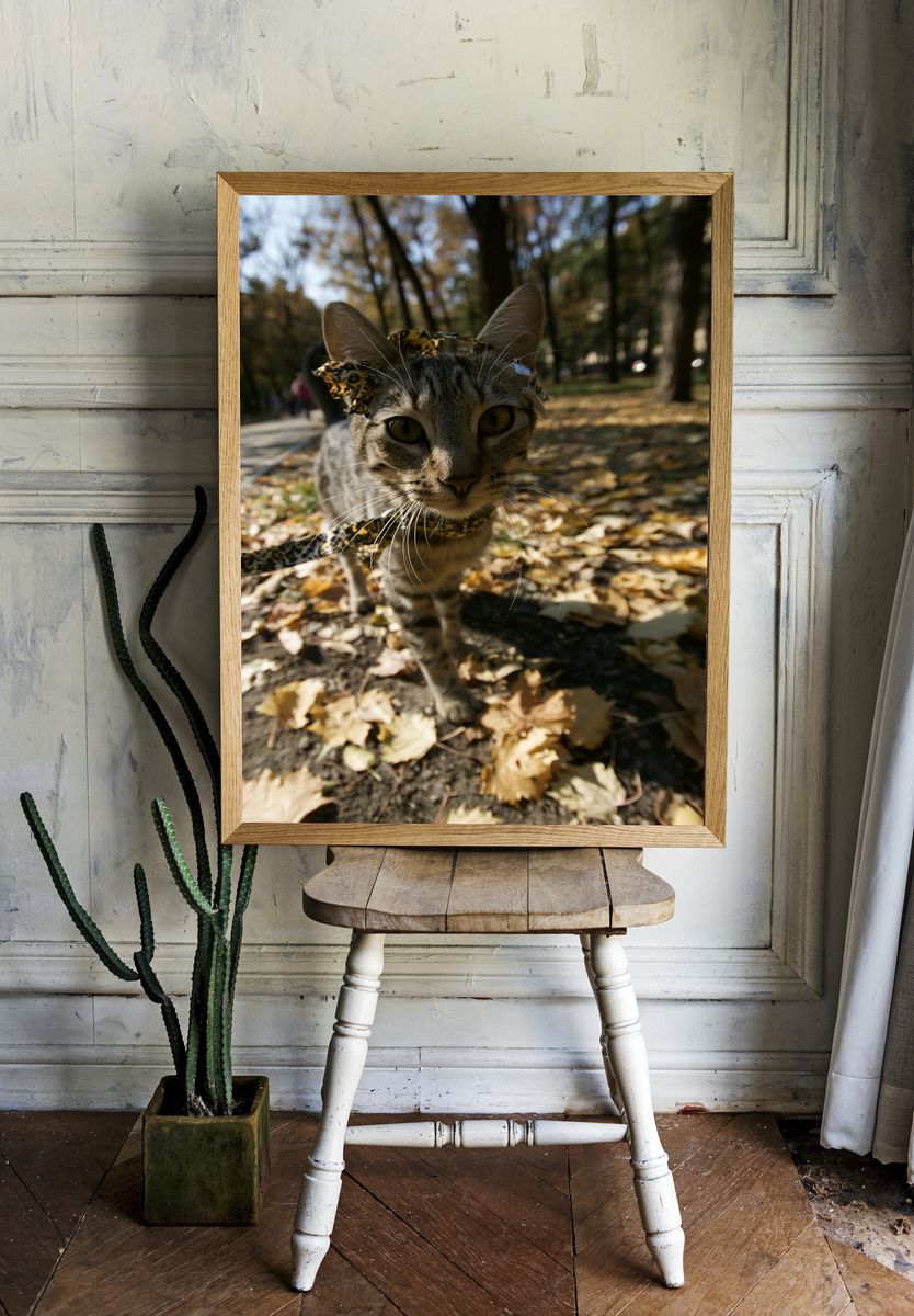 Curious Tabby Cat Photography Poster. — room view 1