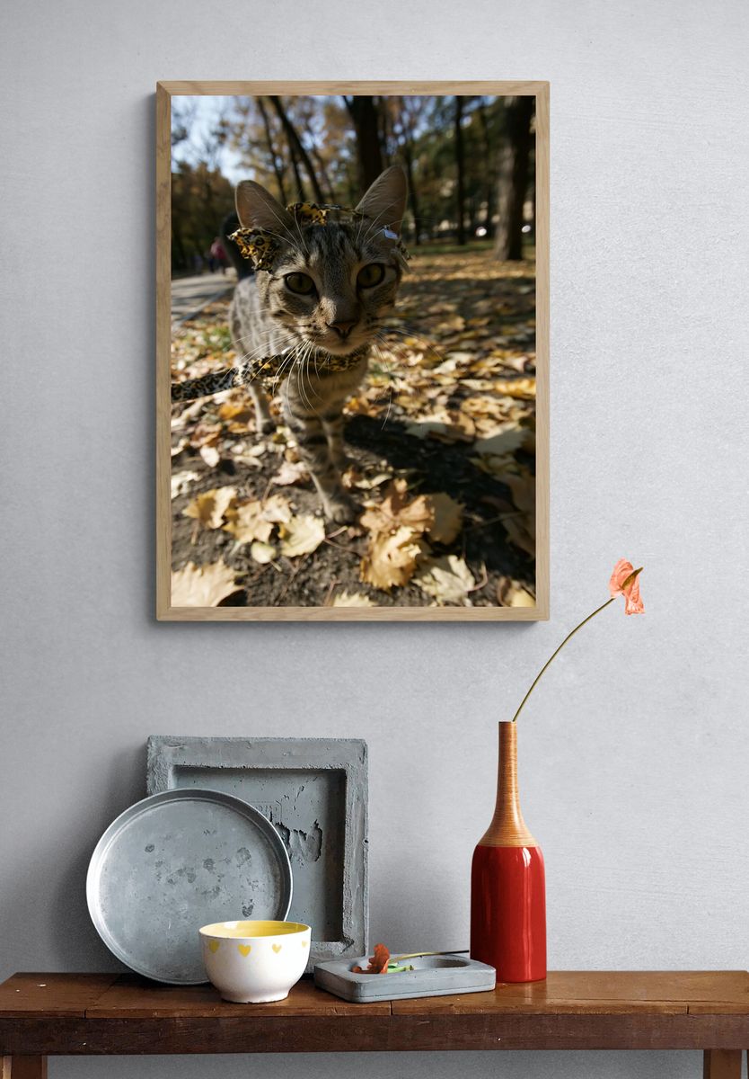 Curious Tabby Cat Photography Poster. — room view 3