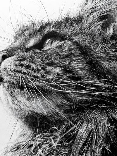 Black Cat Portrait Print. poster