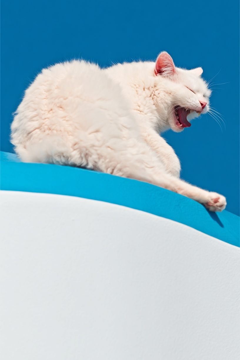 Yawning White Cat Photography Poster. poster detail