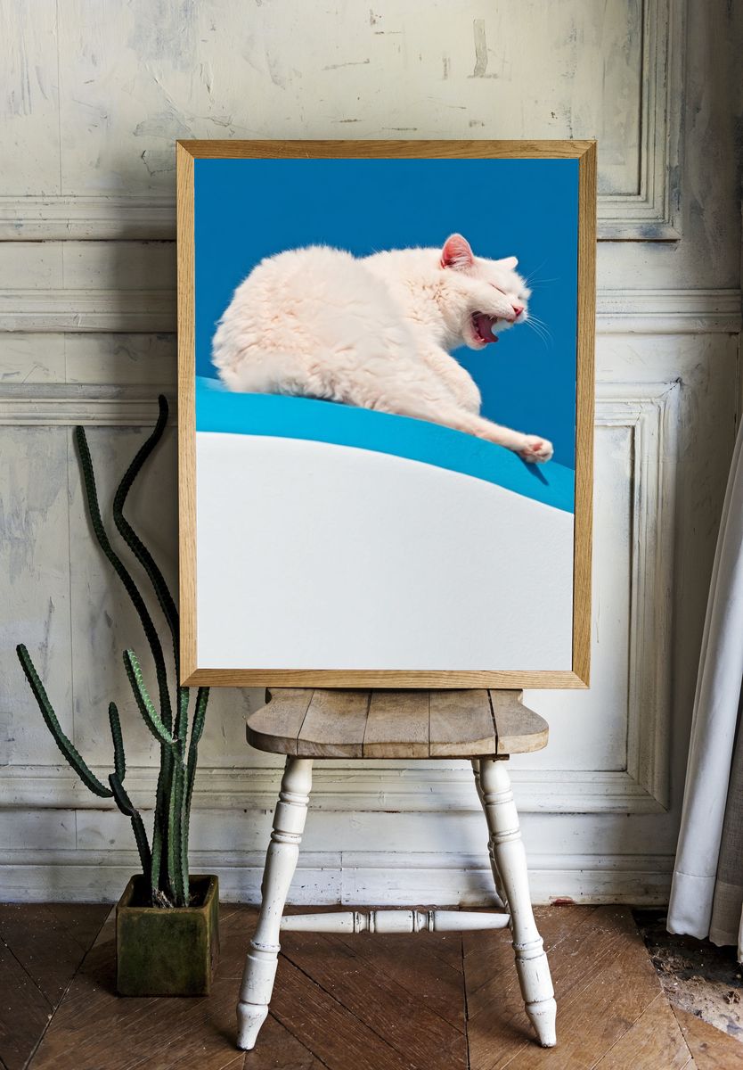 Yawning White Cat Photography Poster. room preview