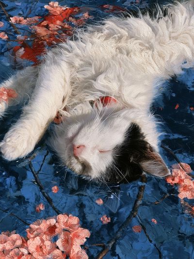 Sleeping Cat Floral Illustration Poster.