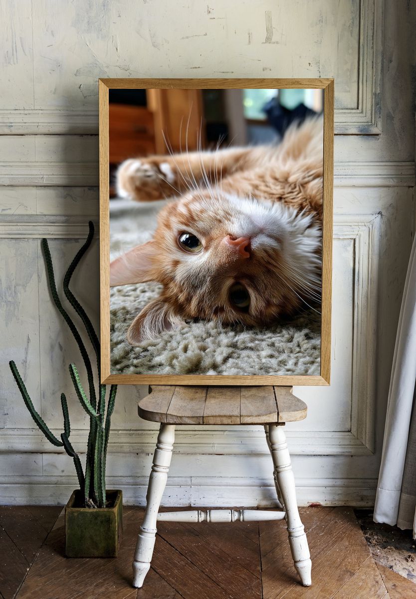 Playful Ginger Cat Photography Poster. — room view 1