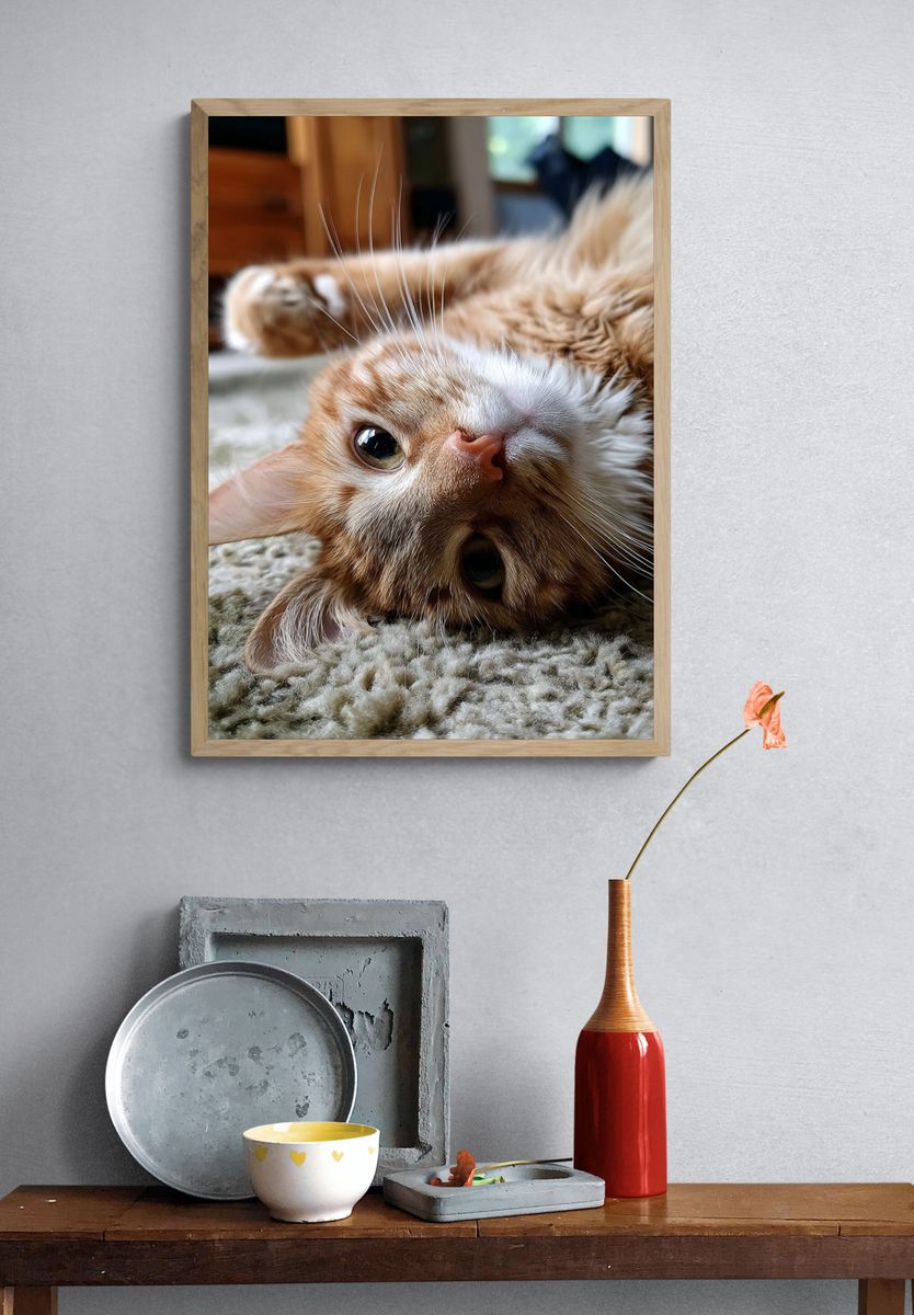 Playful Ginger Cat Photography Poster. — room view 3