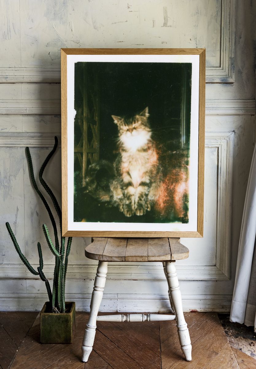 Dreamy Cat Portrait Poster. room preview