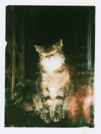 Dreamy Cat Portrait Poster.