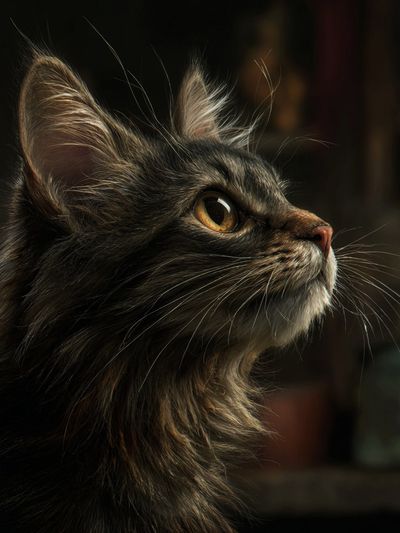Long-Haired Cat Portrait Poster.