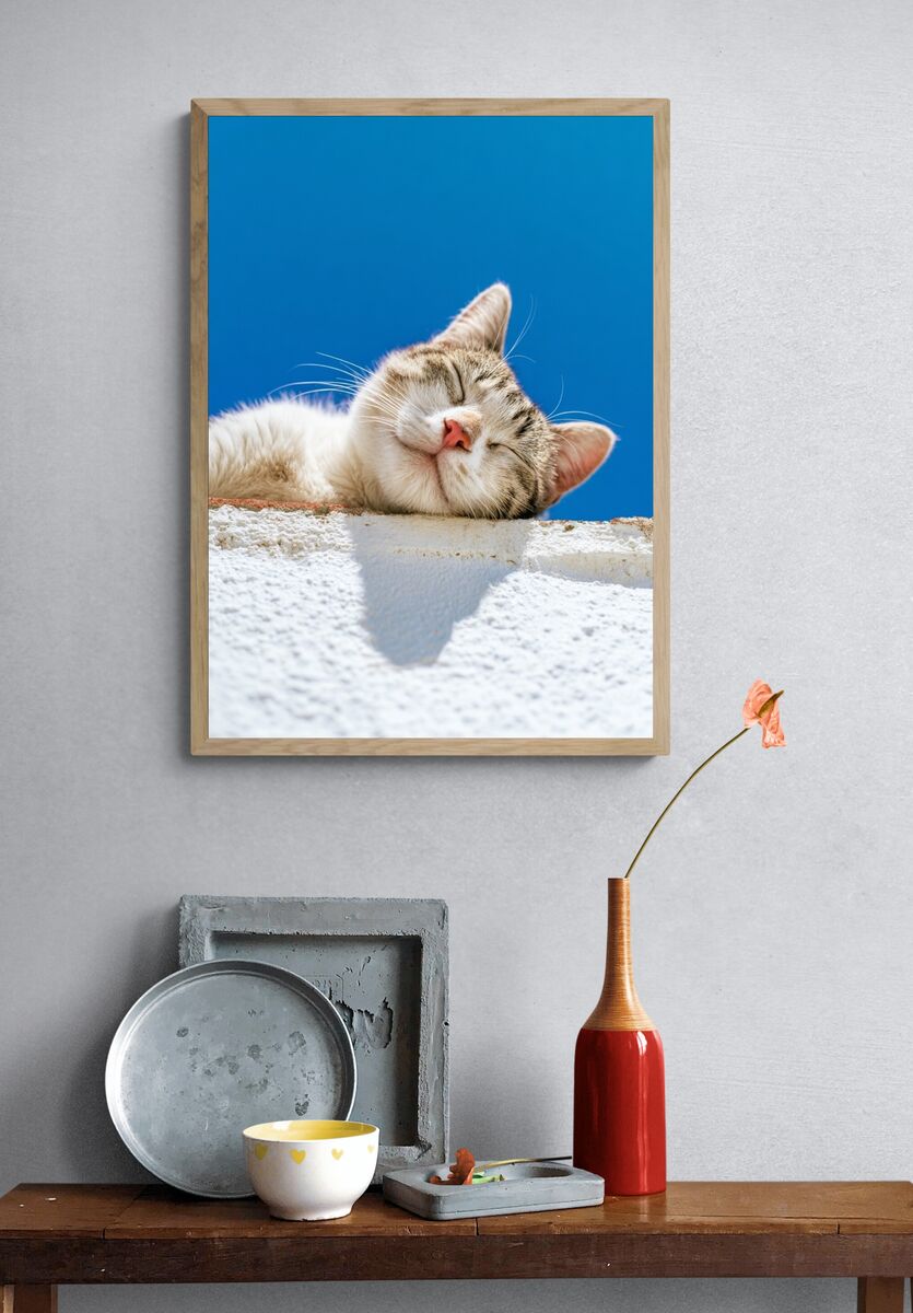 Sleeping Cat — Photography Print. — room view 3