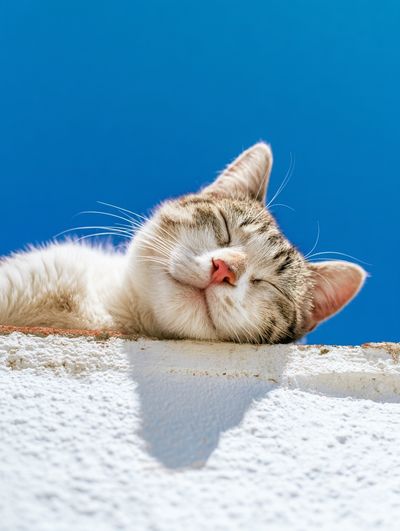 Sleeping Cat