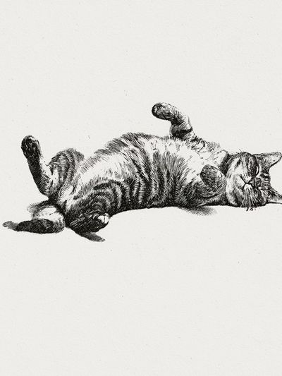 Relaxed Cat Ink Poster. poster