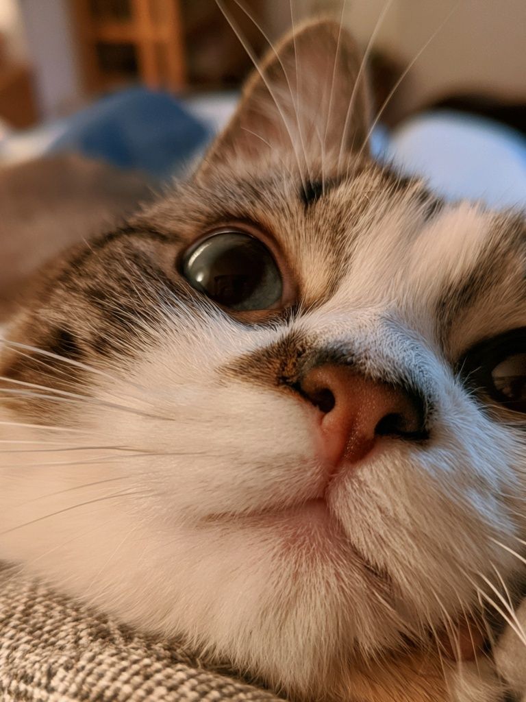 Curious Cat Close-Up Photography Poster. poster — animals art