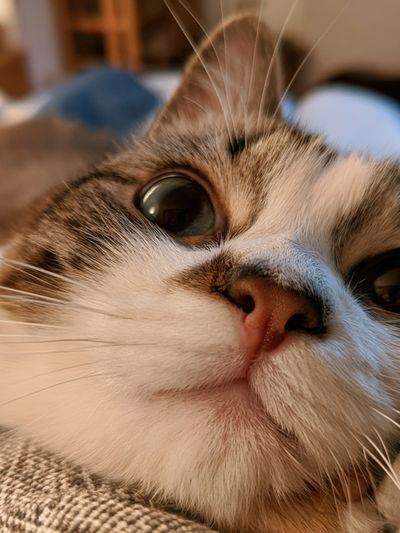 Curious Cat Close-Up Photography Poster.