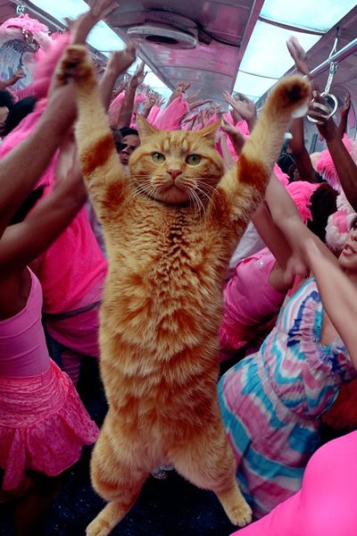 Dancing Cat Party Poster.