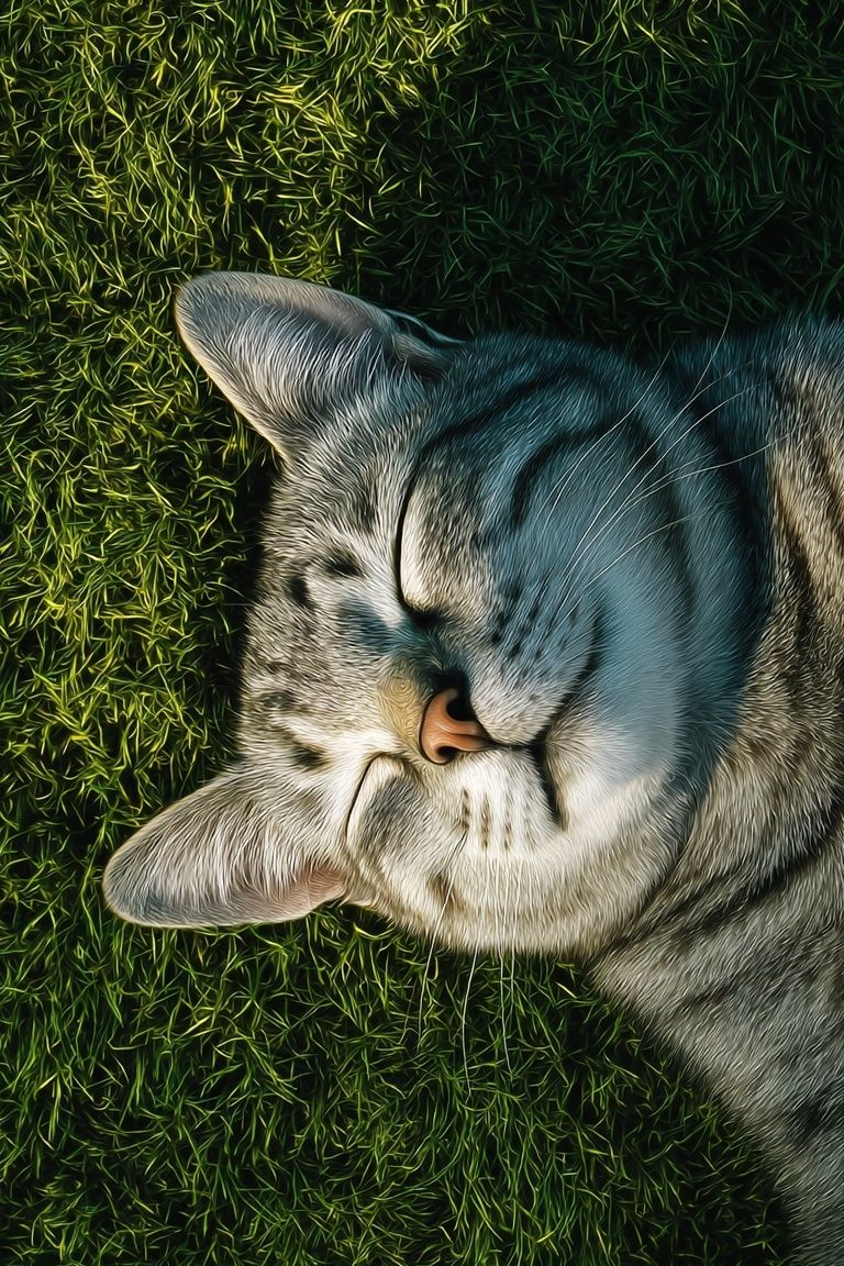 Sleeping Tabby Cat Photography Poster. poster detail