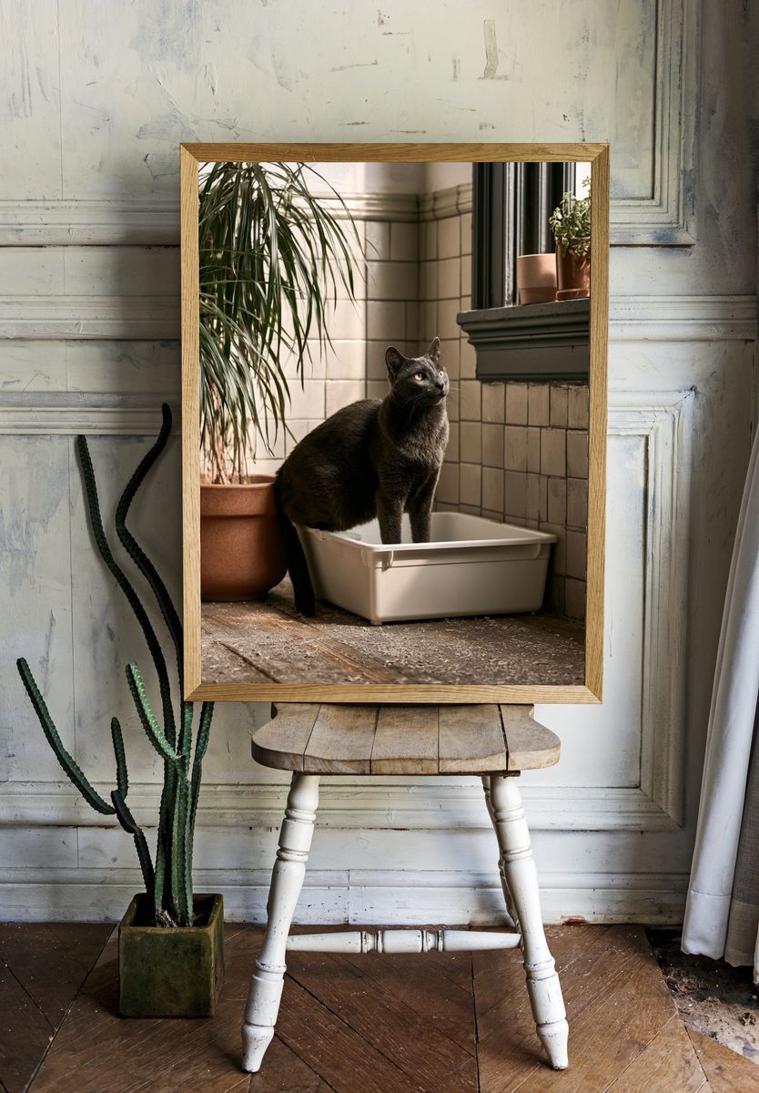 Black Cat in Sunlit Room Poster. room preview