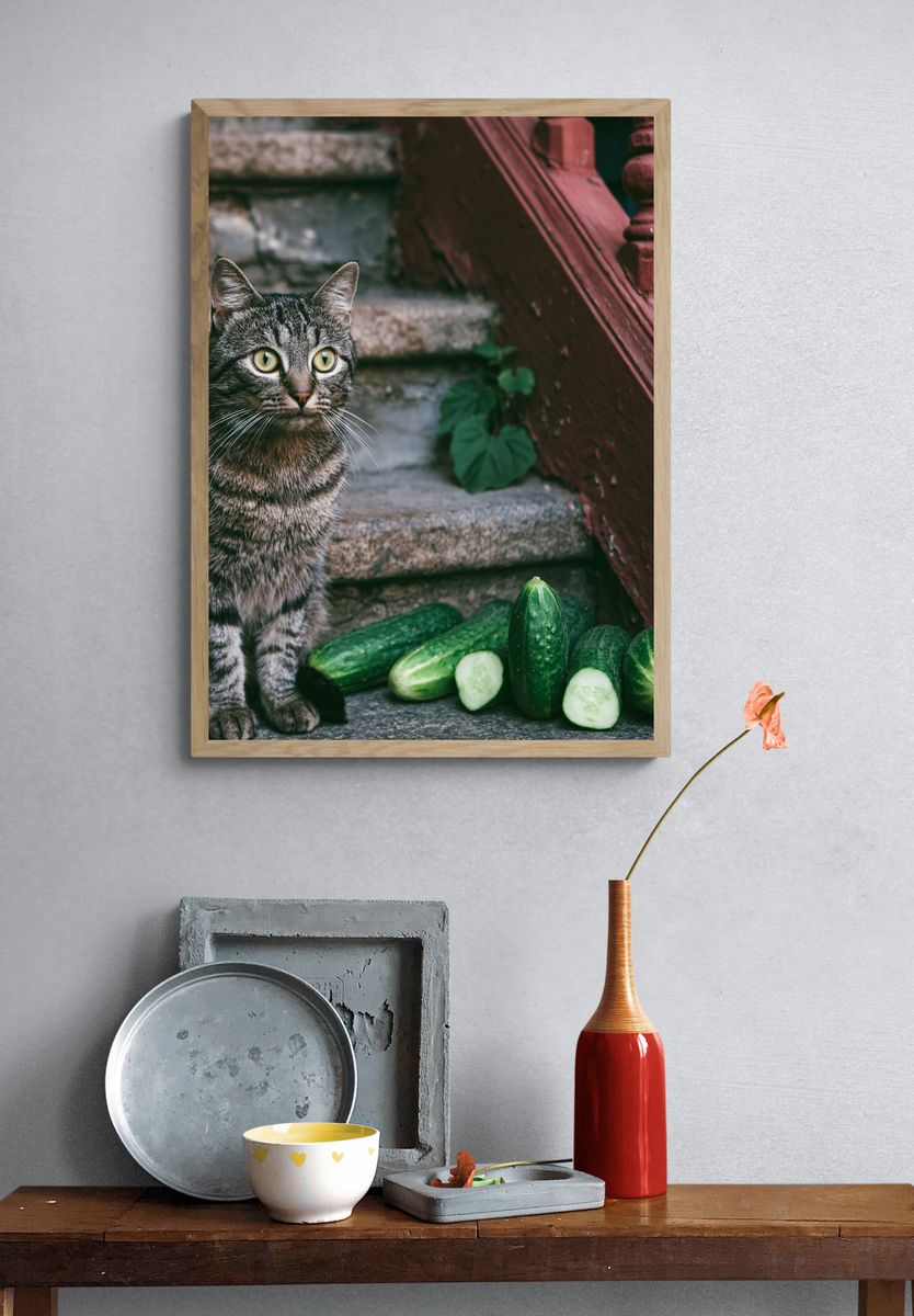 Tabby Cat with Cucumbers Photography Poster. — room view 3