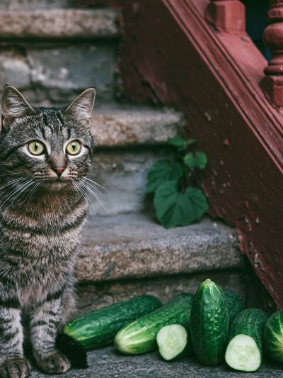 Tabby Cat with Cucumbers Photography Poster. poster