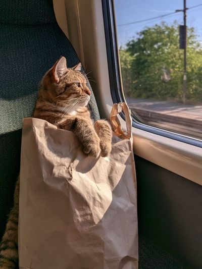 Cat on Train Seat Photography Poster. poster