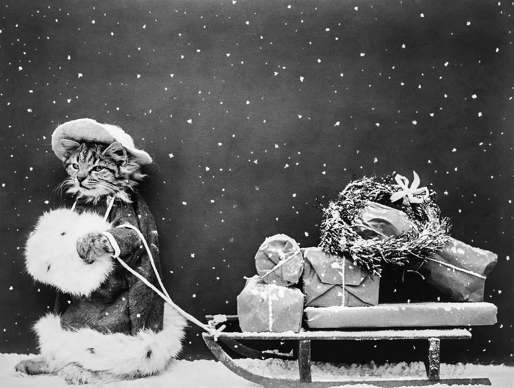 Santa Cat Still Image (1914). poster — animals art