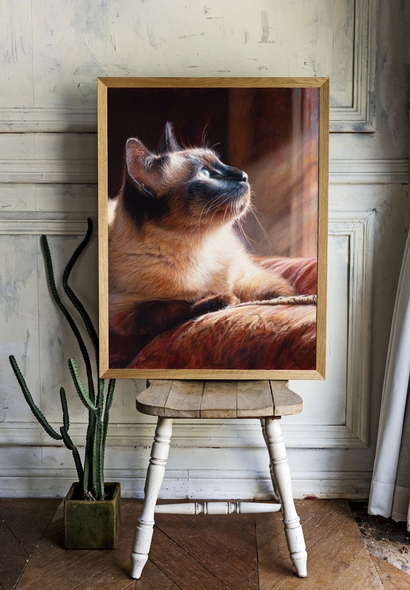 Siamese Cat Sunlit Portrait Print. room preview