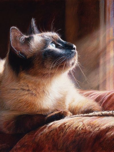 Siamese Cat Sunlit Portrait Print.