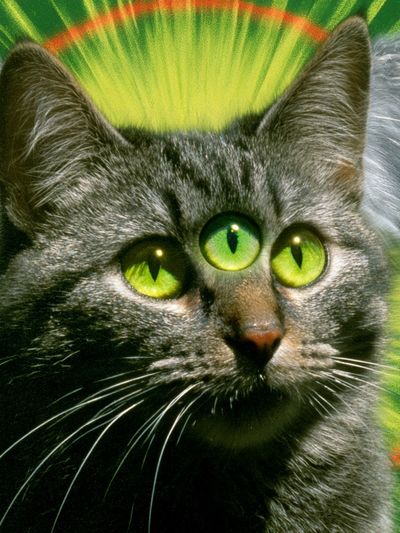 Three-Eyed Cat Illustration Poster.