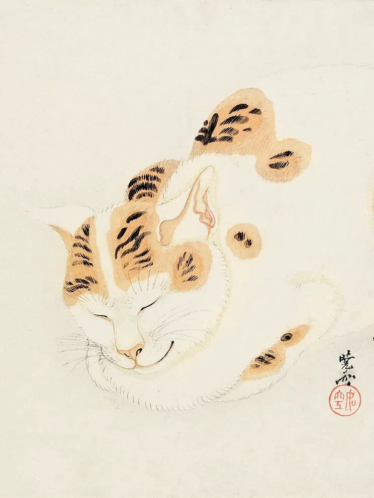 Sleeping Cat Ink Illustration Poster. poster detail