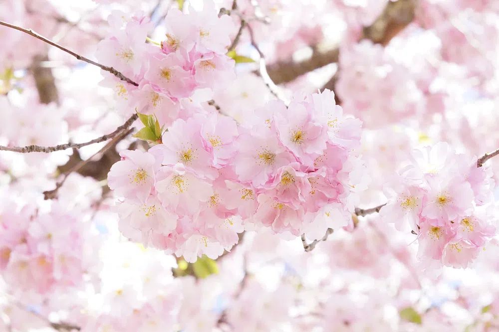 Cherry Blossom — Botanical Print. poster detail