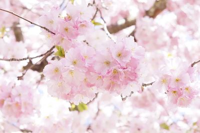 Cherry Blossom — Botanical Print. poster print