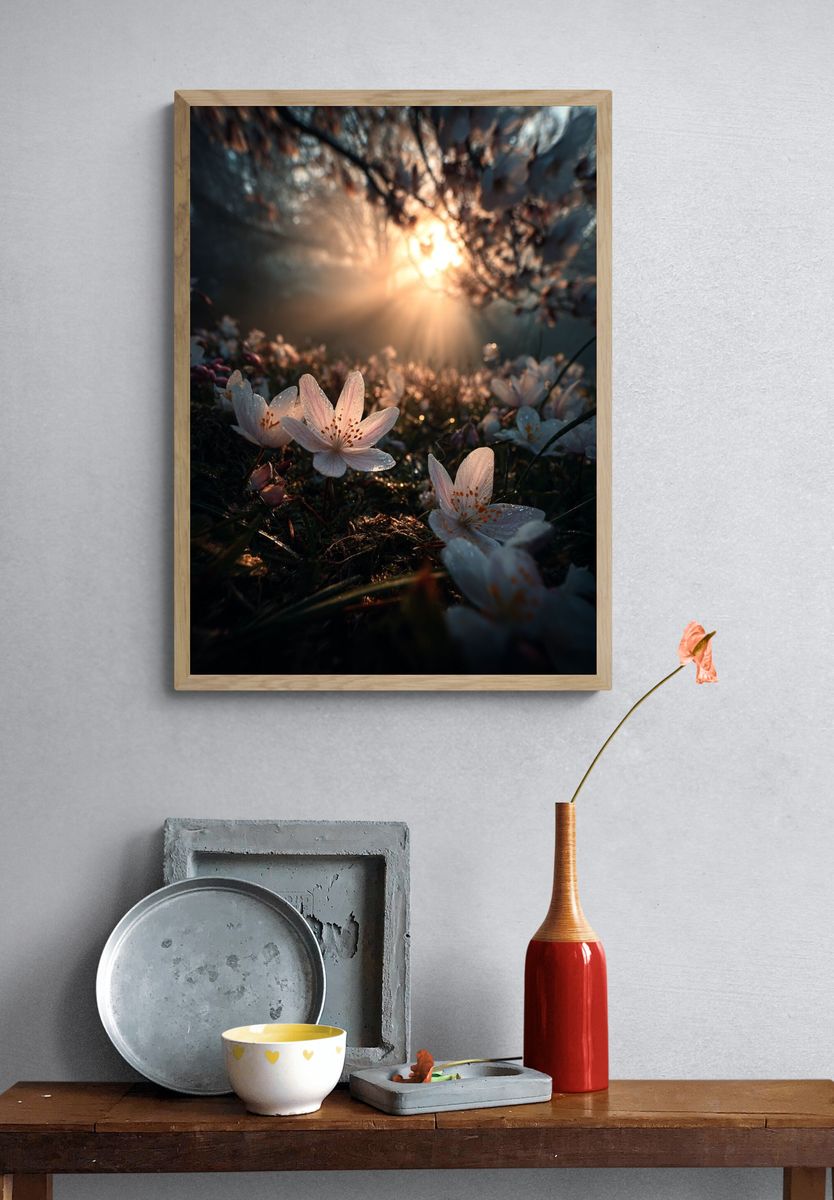 Cherry Blossom Sunrise Poster. — room view 3