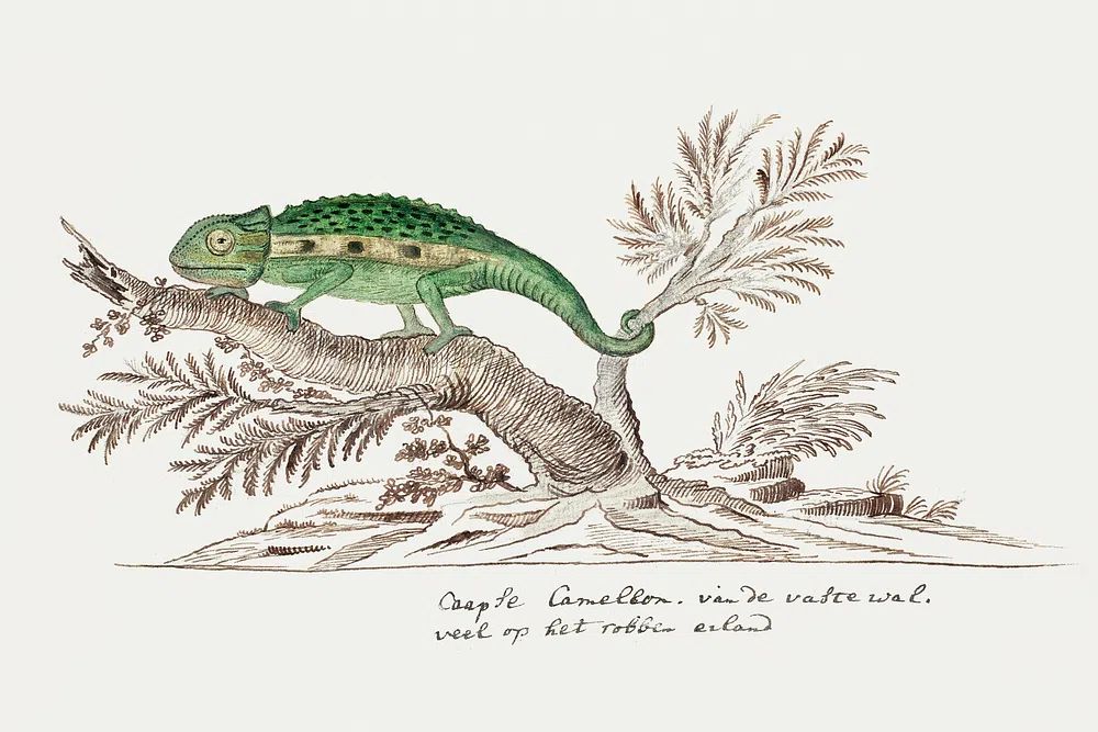 Bradypodion pumilum: cape dwarf chameleon. poster — animals art