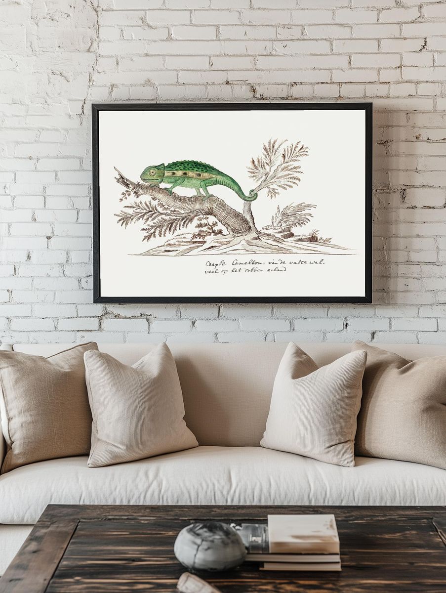 Bradypodion pumilum: cape dwarf chameleon. room preview