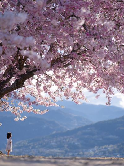 Cherry Blossom Mountain View Photography Poster.