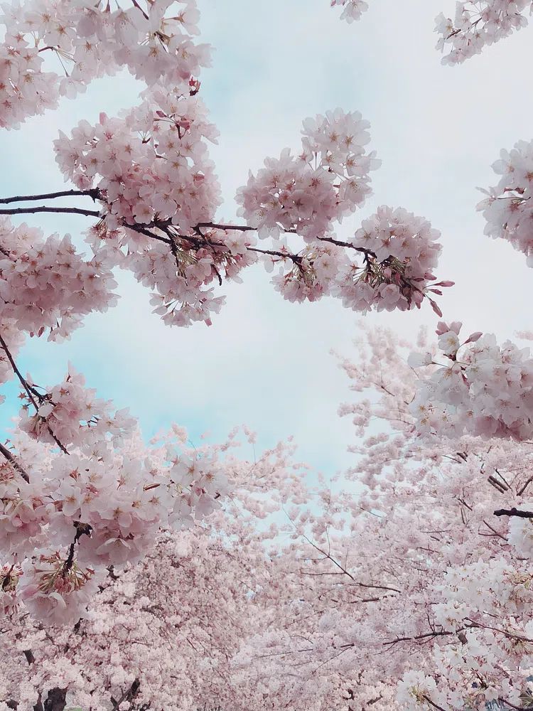 Portland Waterfront Cherry Blossoms, United. poster — photography art
