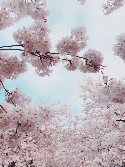 Portland Waterfront Cherry Blossoms, United.