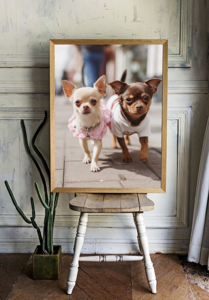 Chihuahua Duo Street Portrait Poster. — room view 1