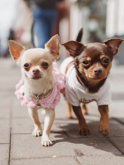 Chihuahua Duo Street Portrait Poster. poster print