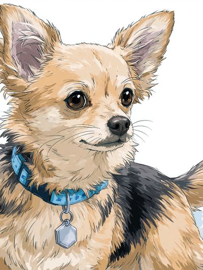 Chihuahua Portrait Illustration Poster. poster